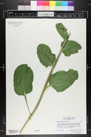 Eryngium caeruleum image