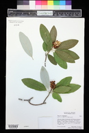 Magnolia virginiana image