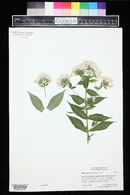 Phlox paniculata image