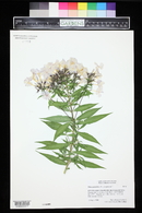 Phlox paniculata image