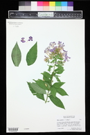 Phlox paniculata image