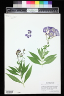 Phlox paniculata image