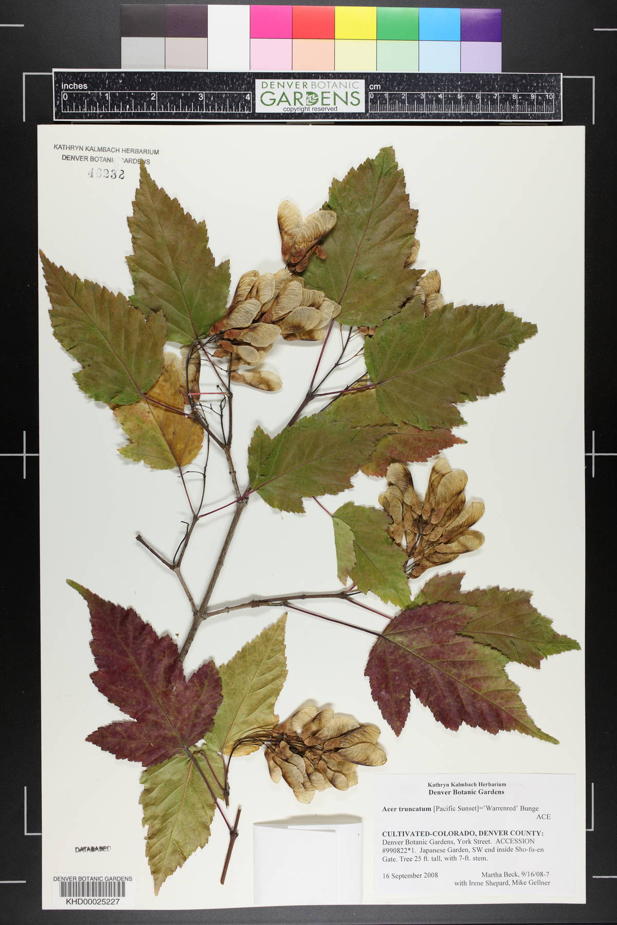 Acer truncatum image