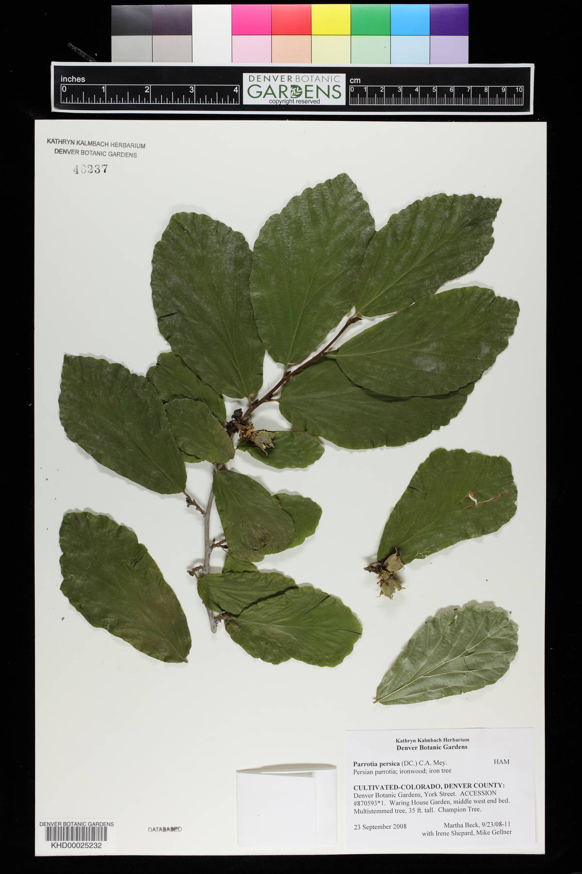 Parrotia persica image