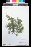 Juniperus deppeana image