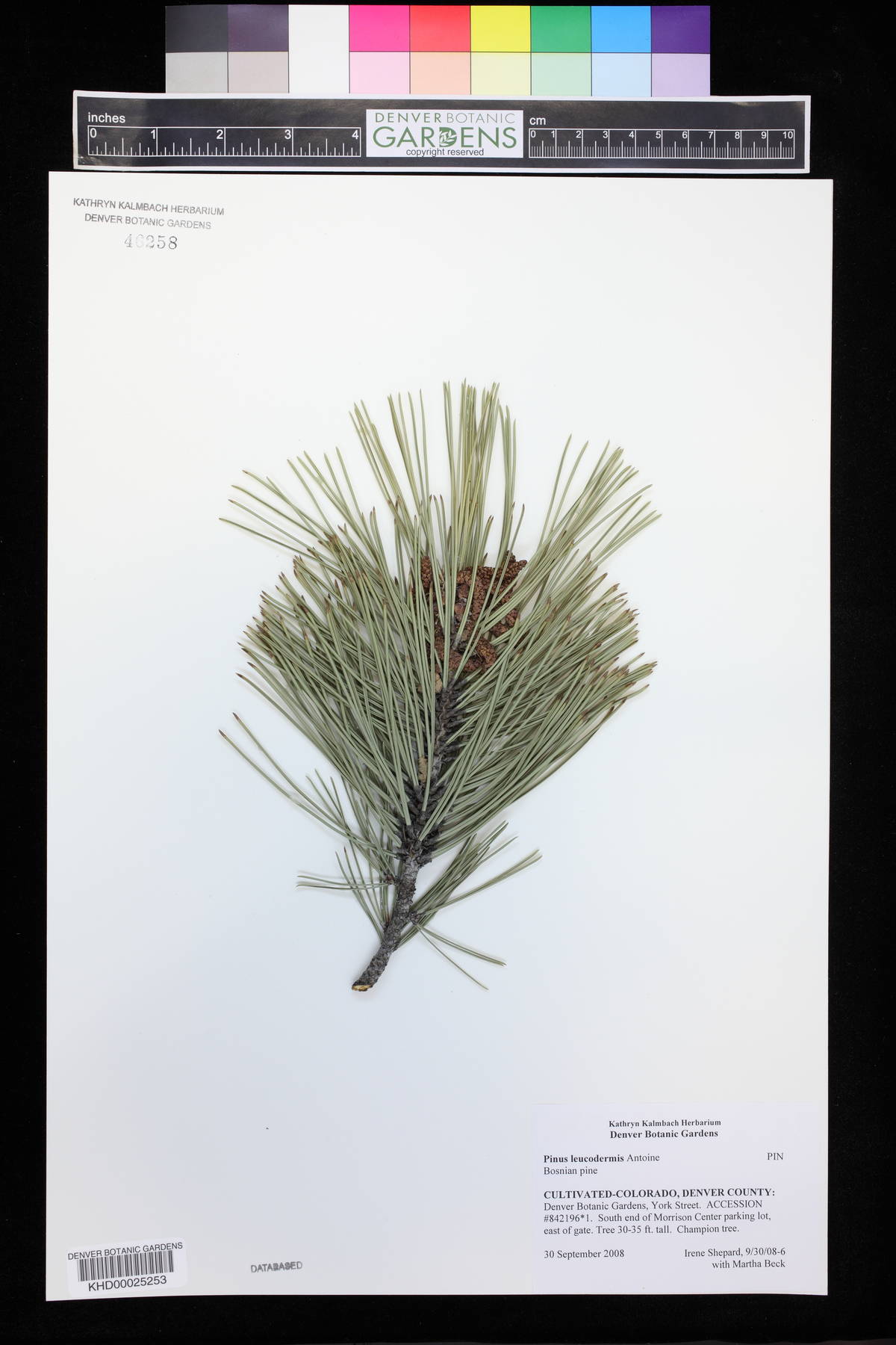 Pinus heldreichii image