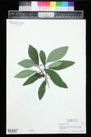 Psychotria kirkii image