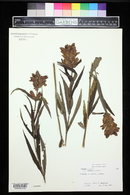 Chelone glabra var. linifolia image