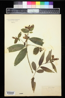 Chelone glabra image