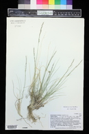 Muhlenbergia montana image