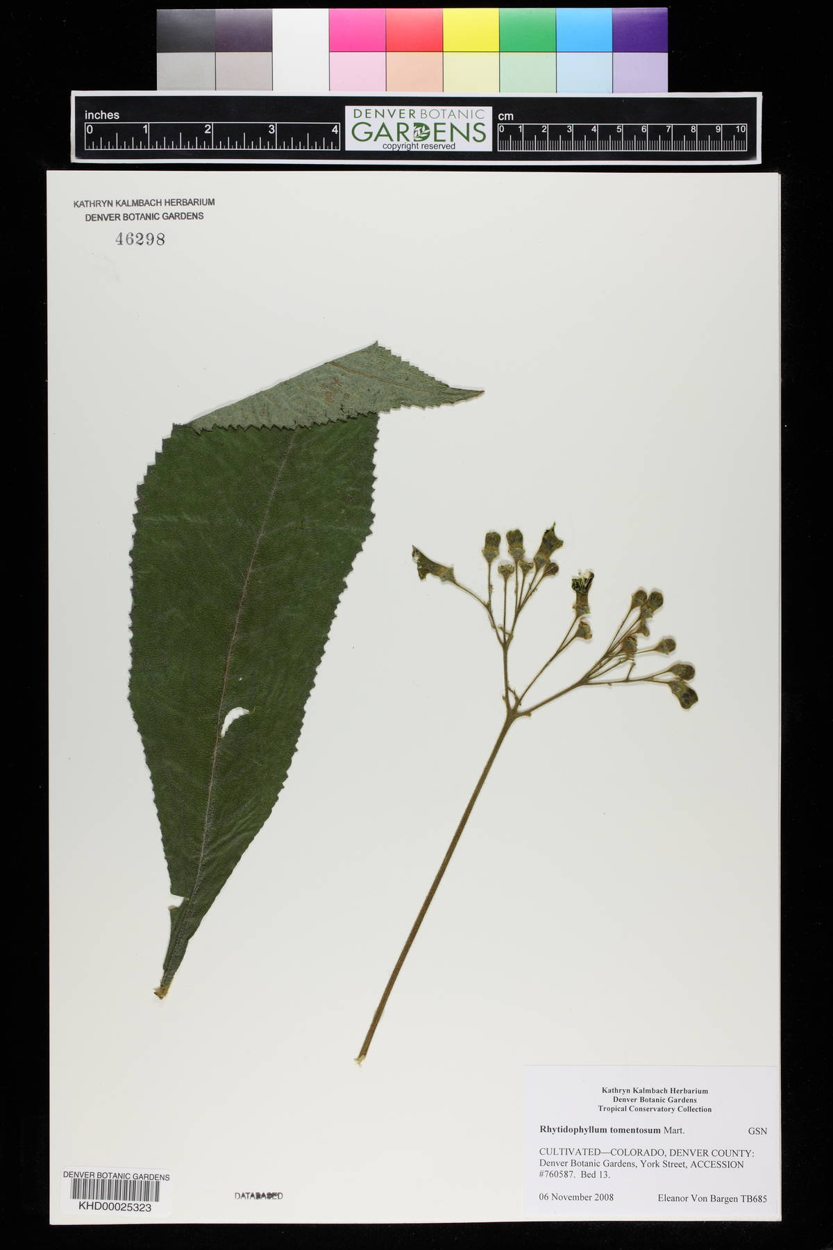 Rhytidophyllum tomentosum image