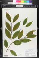 Acer carpinifolium image