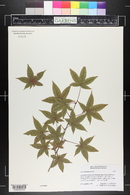 Acer oliverianum image