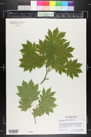 Acer pseudosieboldianum image