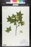 Acer truncatum image