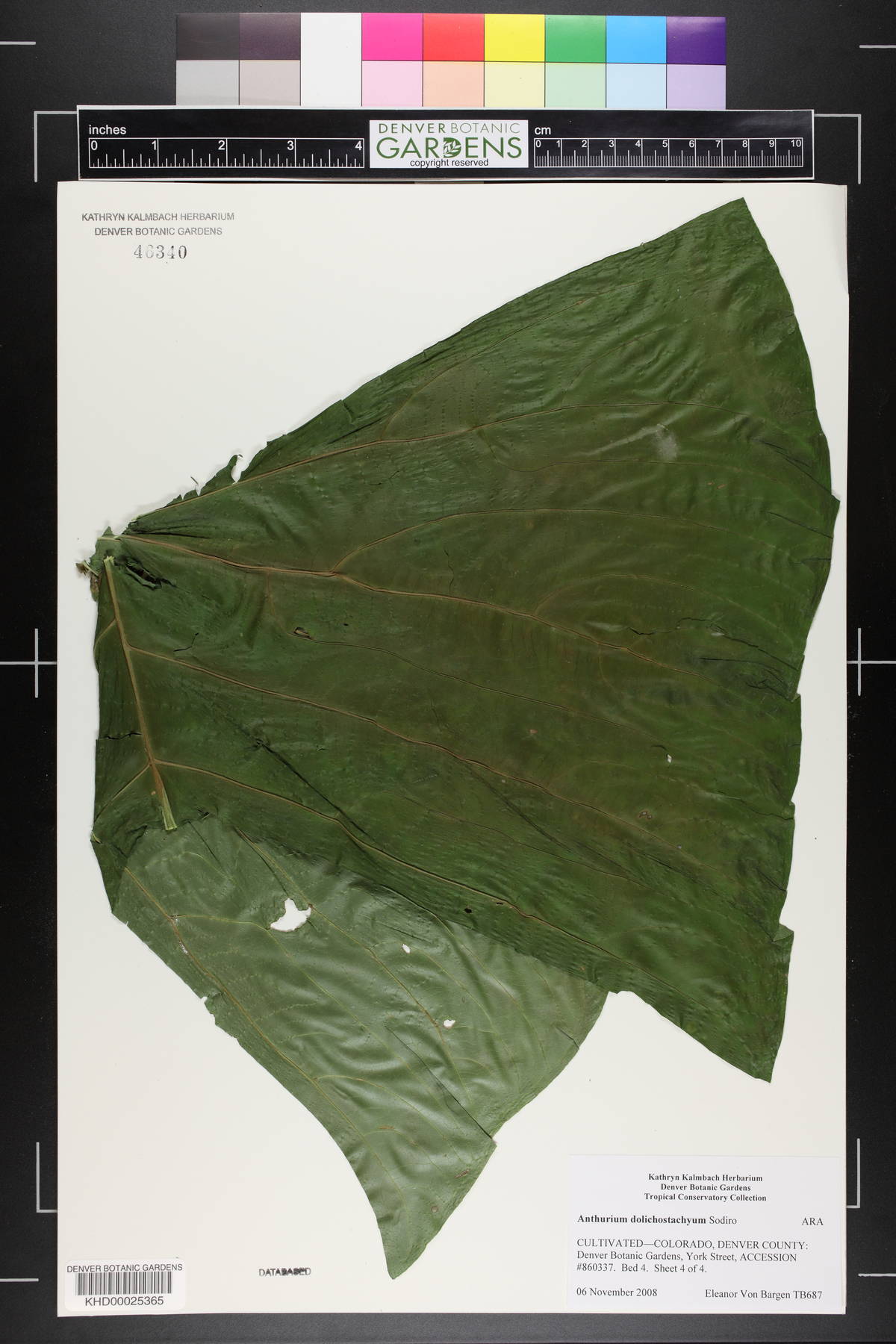 Anthurium dolichostachyum image