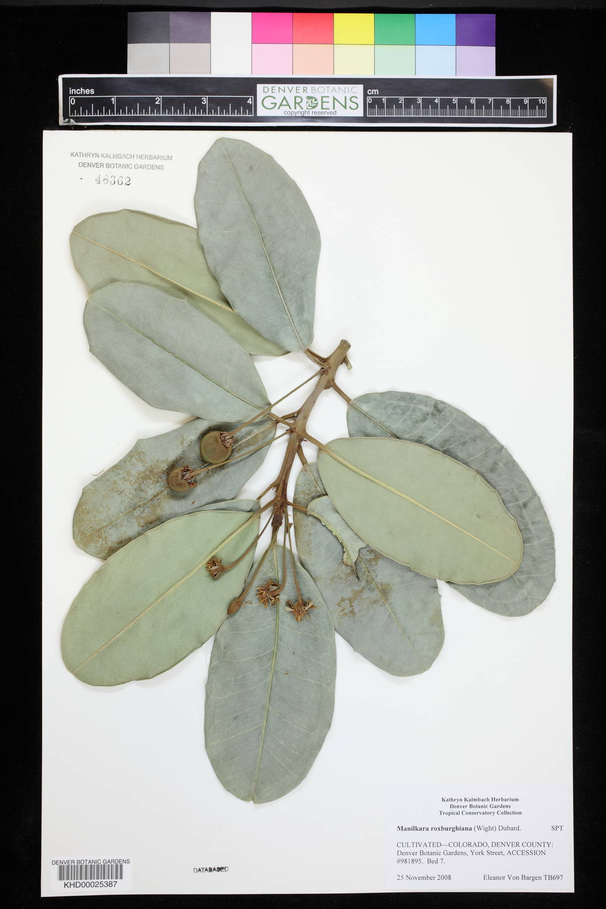 Manilkara roxburghiana image