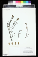 Portulaca oleracea image