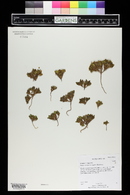 Phacelia demissa image