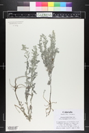 Artemisia ludoviciana image