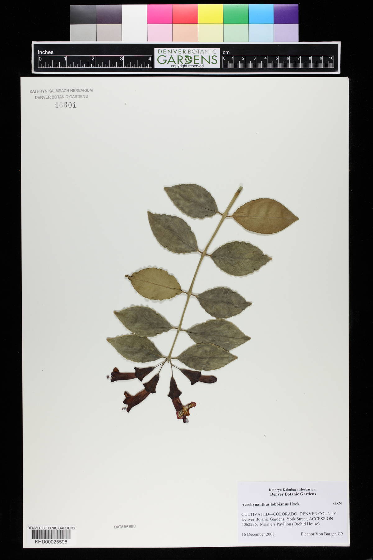 Aeschynanthus pulcher image
