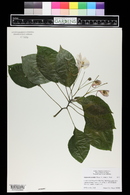 Impatiens grandis image