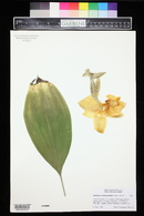 Stanhopea reichenbachiana image