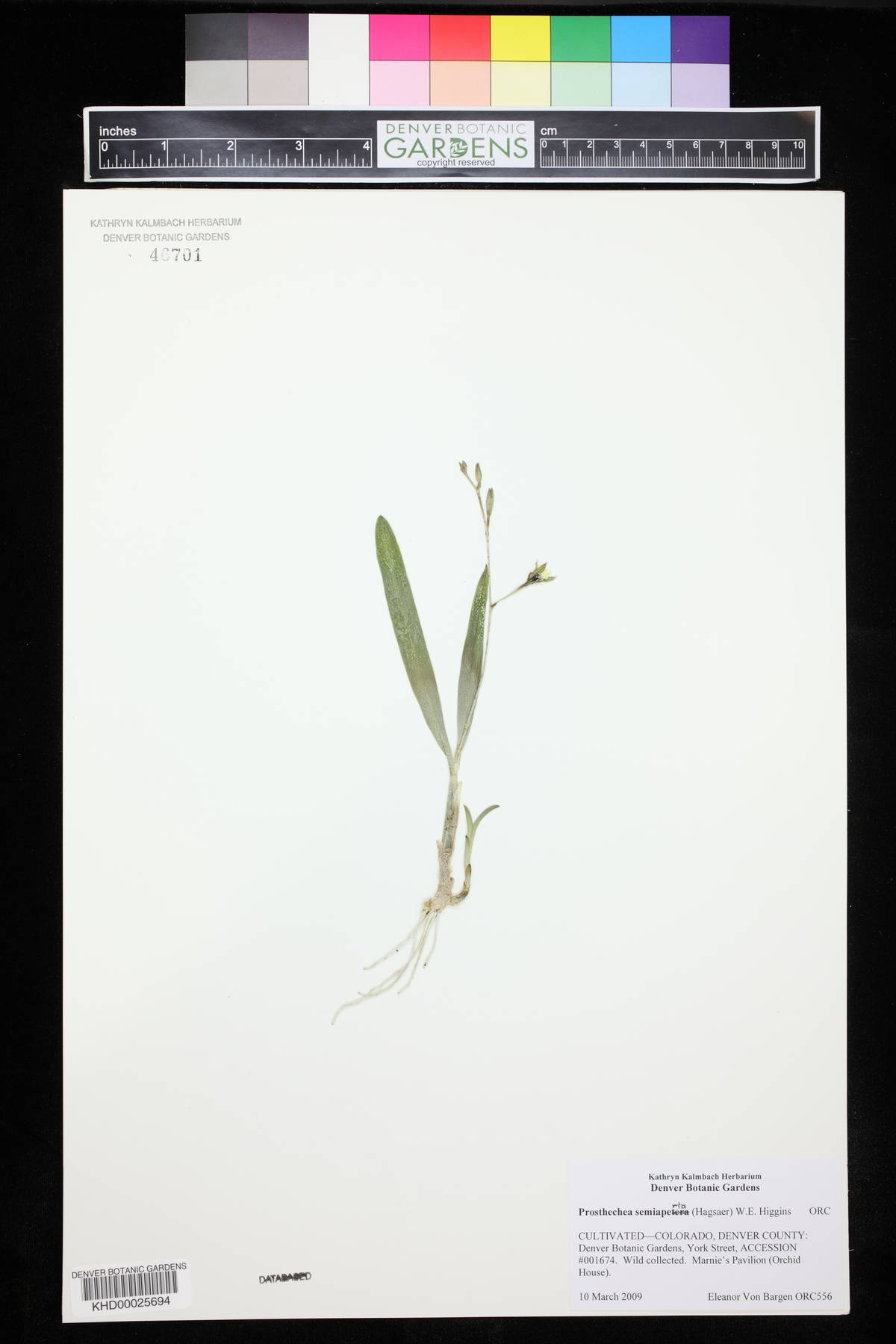 Prosthechea semiaperta image