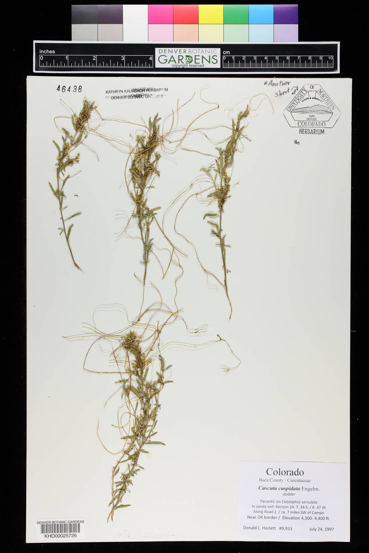 Cuscuta cuspidata image