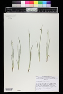 Sisyrinchium pallidum image