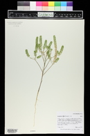 Lepidium densiflorum image