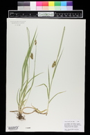 Carex gravida image