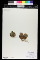 Echinocereus viridiflorus var. viridiflorus image