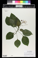 Impatiens grandis image