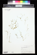 Ranunculus hydrocharoides var. stolonifer image