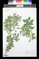 Erythranthe eastwoodiae image