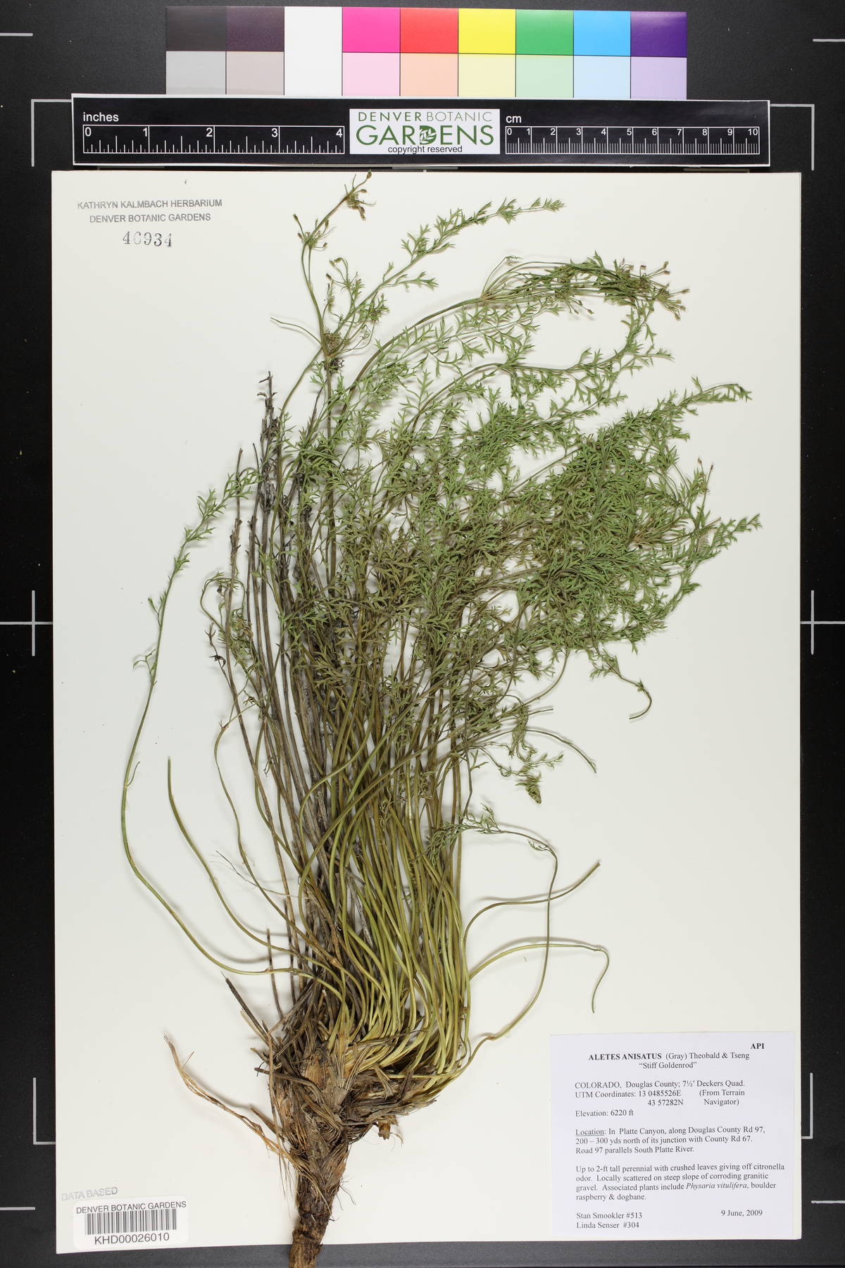 Cymopterus anisatus image