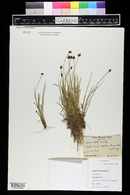 Carex illota image