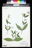 Clematis integrifolia image