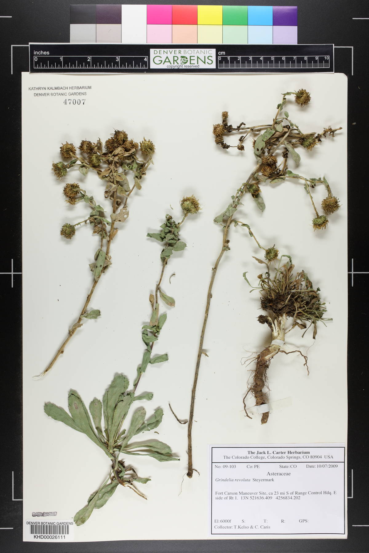 Grindelia revoluta image