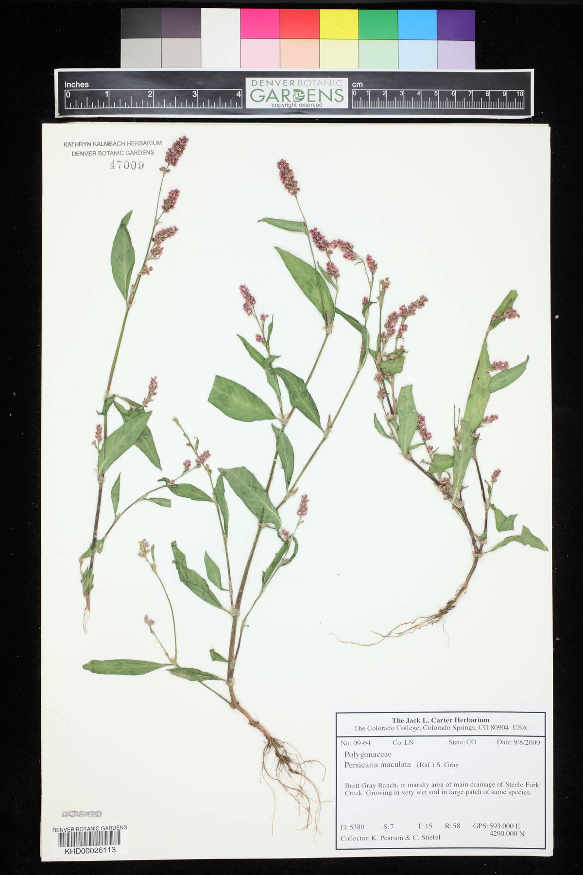 Persicaria maculata image