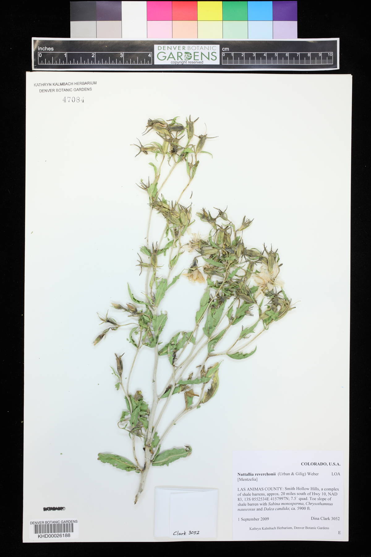 Mentzelia reverchonii image