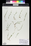 Stellaria calycantha image