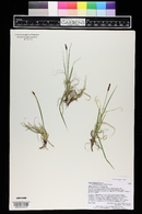 Carex rupestris image