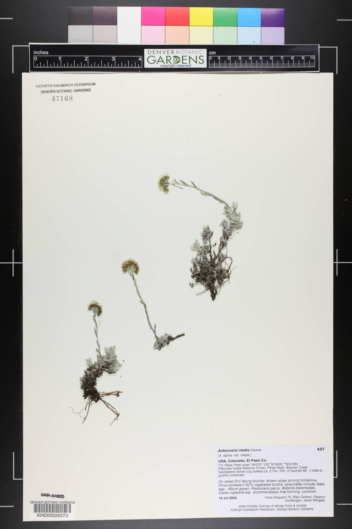 Antennaria alpina image