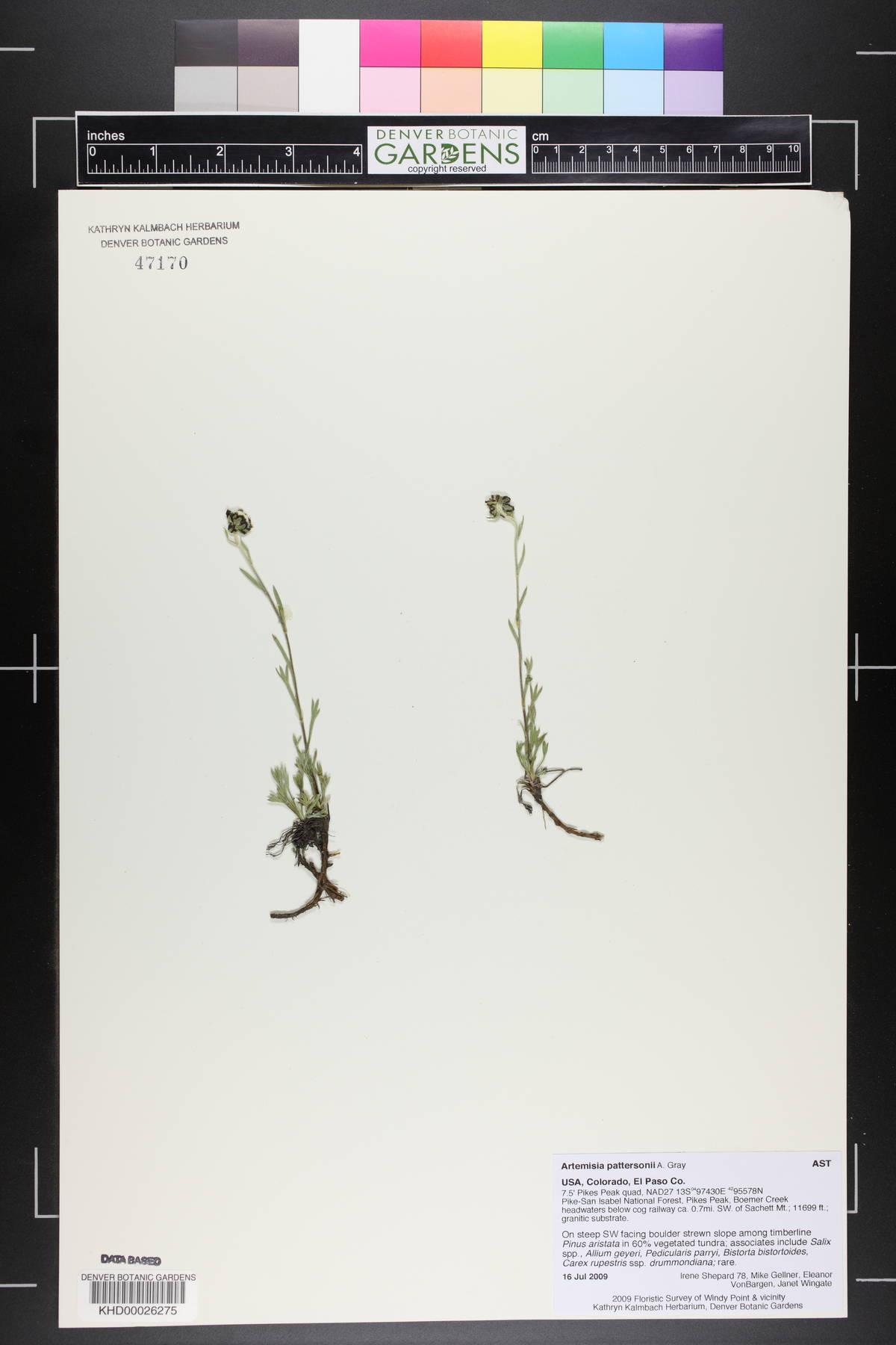 Artemisia pattersonii image