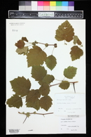 Crataegus submollis image