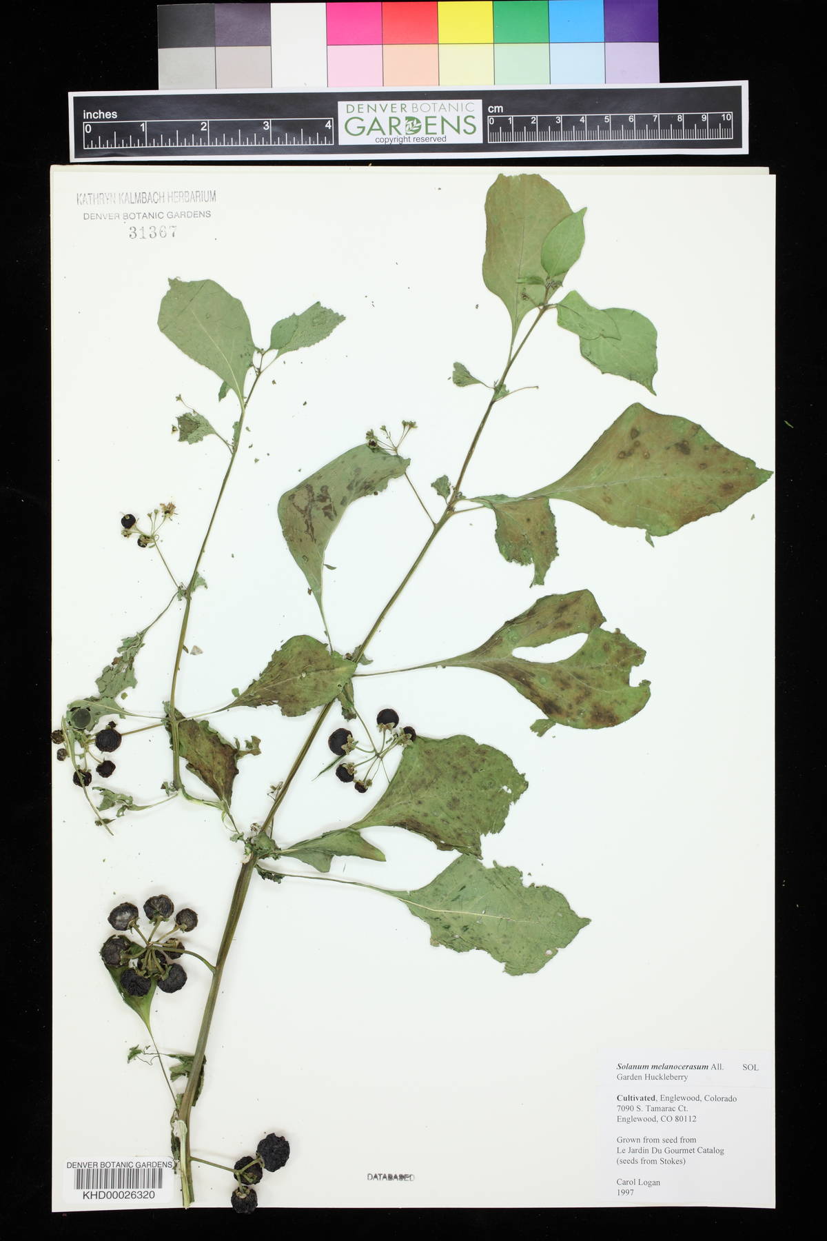 Solanum melanocerasum image