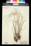 Oryzopsis asperifolia image