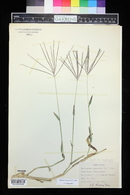 Digitaria sanguinalis image